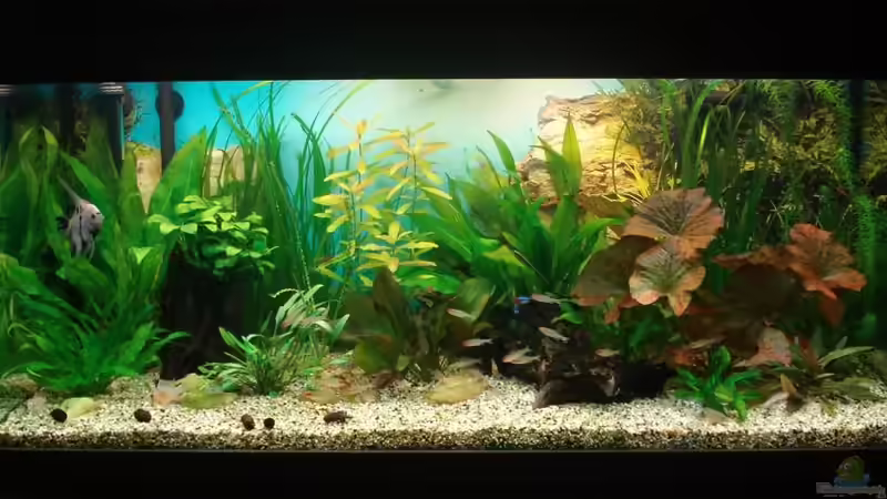 Hauptansicht Aquarium von Amazonas von Chris 81 (1)