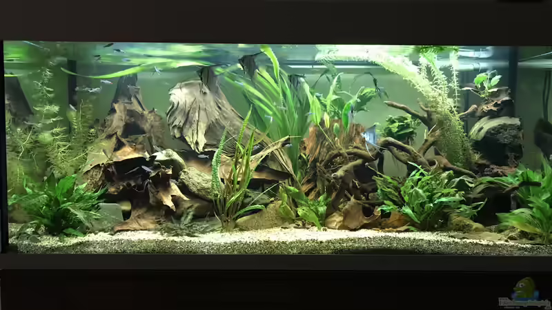 Hauptansicht Aquarium von Amazonas-Welsbecken von MaFu (1)