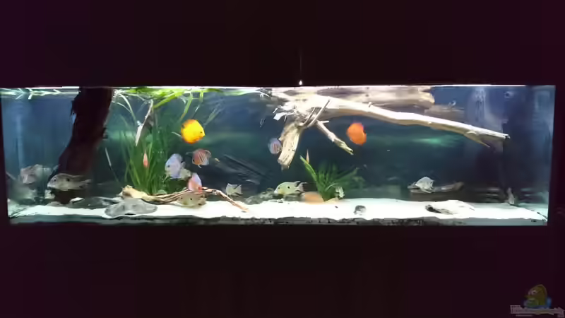 Hauptansicht Aquarium von Amazonas XL von kellerkind (1)