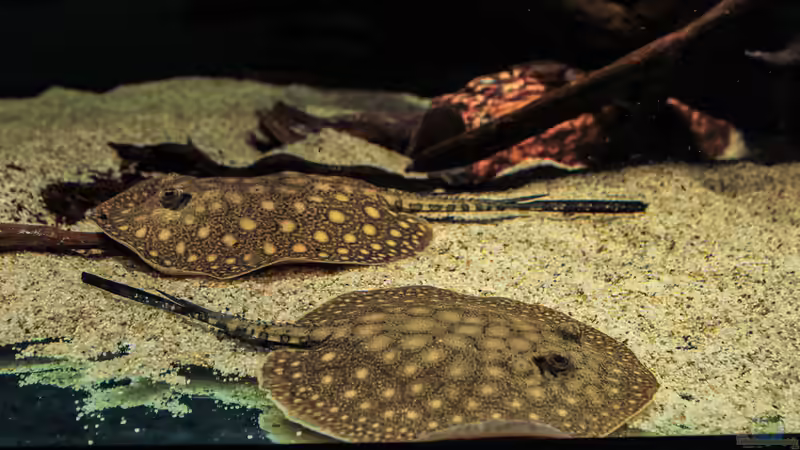 Hauptansicht Aquarium von Amazonasufer von AmazonasFelix (1)