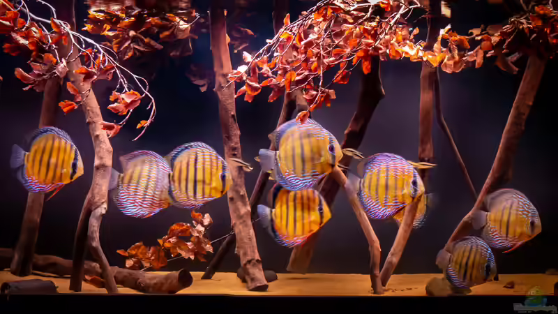Hauptansicht Aquarium von Amazonfire - Im Diskusfieber von DiskusMummy (1)