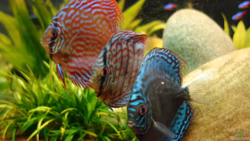 Hauptansicht Aquarium von AmazonParadies von linlan (1)