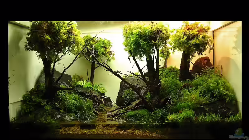 Hauptansicht Aquarium von 'Mossy Forest' Paludarium von Aquascaping&Landscaping (1)