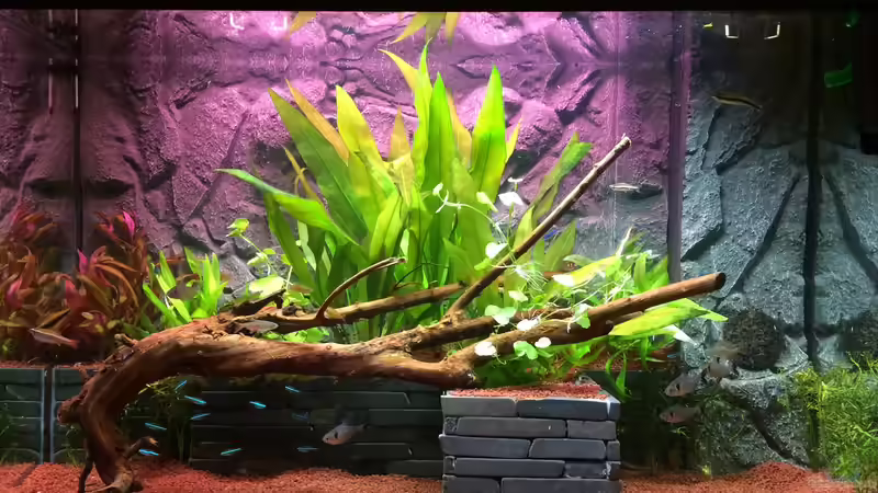Hauptansicht Aquarium von "Kindheitstraum" von Tulpenknicker (1)