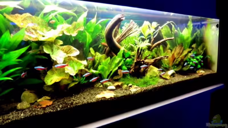 Hauptansicht Aquarium von "Leben an der Wurzel" von Wilhelm Posawatz (1)