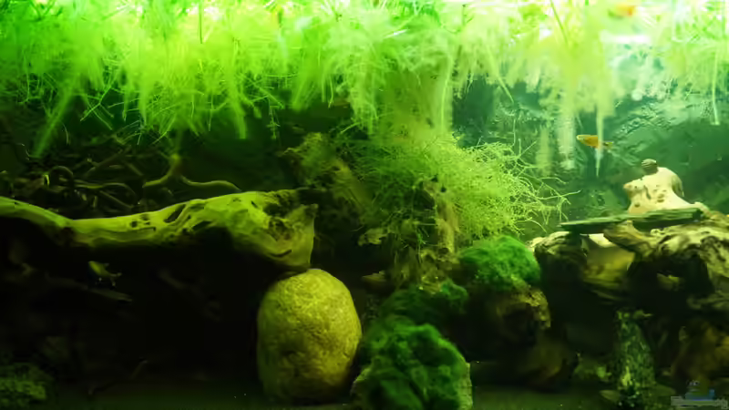 Hauptansicht Aquarium von "Wilde Horde" von Rootsman (1)