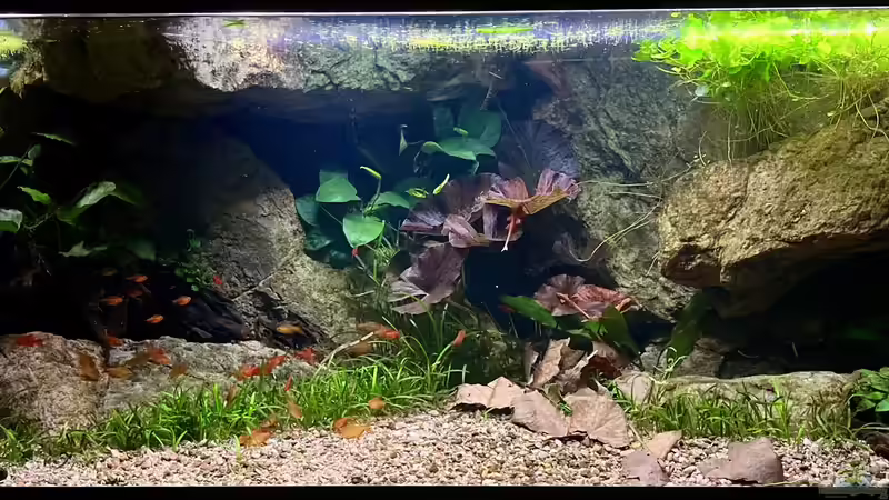 Hauptansicht Aquarium von Andrews Dream von André Sidler (1)