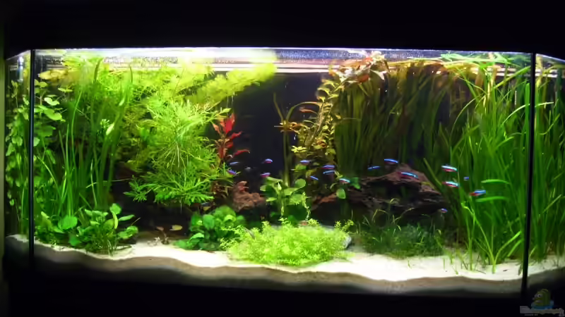 Hauptansicht Aquarium von Andy`s aquarium von *Andy* (1)