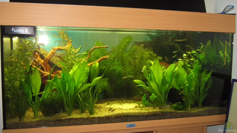 Hauptansicht Aquarium von Anfänger Becken 19.8.09 von Sven Lowbob (1)