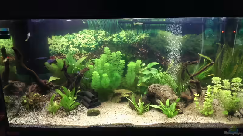 Hauptansicht Aquarium von Anfängerbecken von Marcel Ro. (1)