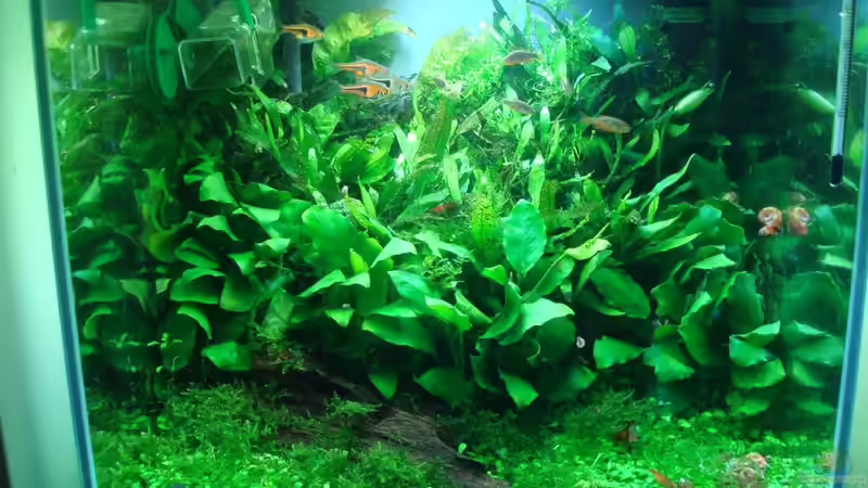 Hauptansicht Aquarium von Anubias nana world von Sven-0. (1)