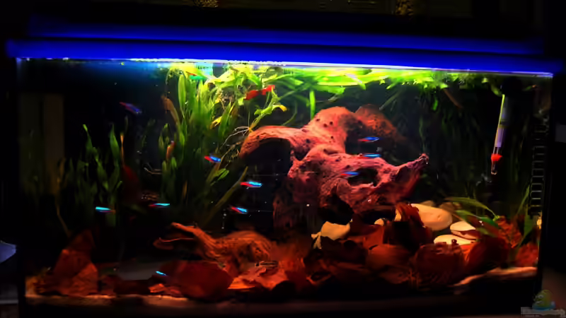 Hauptansicht Aquarium von Apistogramma borelli von Tobi-D (1)