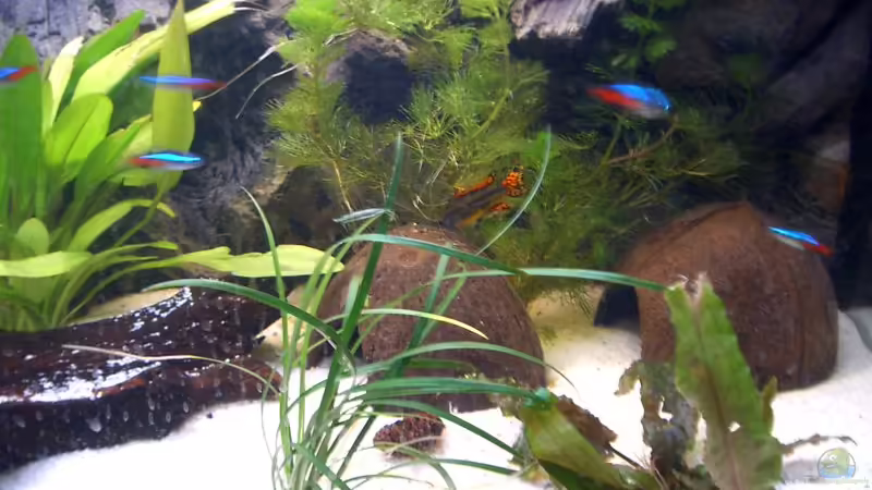 Hauptansicht Aquarium von Apistogramma Cacatuoides Zuchtbecken von SouthAmerican (1)