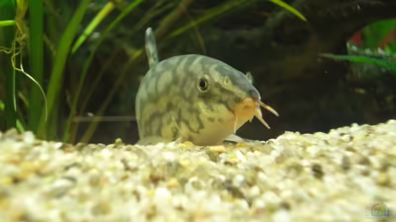 Hauptansicht Aquarium von AQA (nur noch als Beispiel) von -Mark- (1)