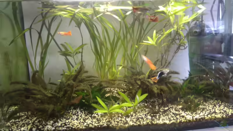 Hauptansicht Aquarium von Aquaristikeinstieg mit Guppys und Co. von Martin1a