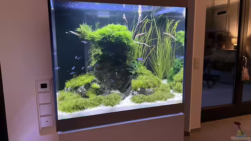 Hauptansicht Aquarium von Aquascape Mooslandschaft von Dietmar Keßl (1)