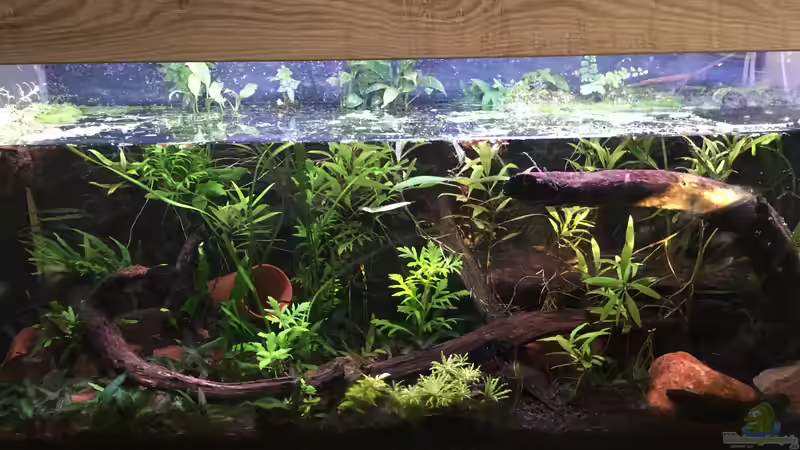 Hauptansicht Aquarium von Artenbecken für Channa spec. "Red Fin" von Harald Kästner (1)