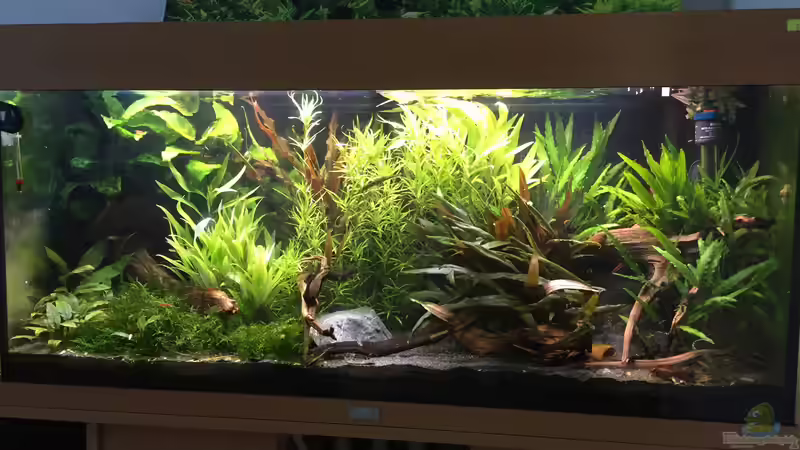 Hauptansicht Aquarium von Asiatischer Dschungel von Danny (1)