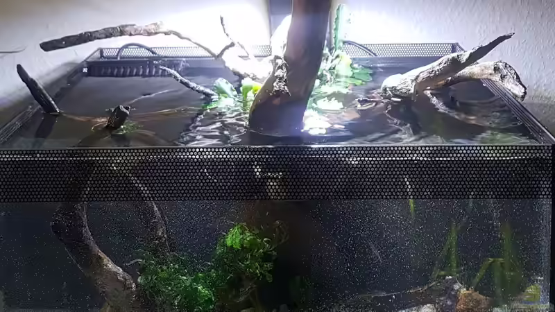 Hauptansicht Aquarium von Asiatisches Natur Aquarium von JalaRoki (1)
