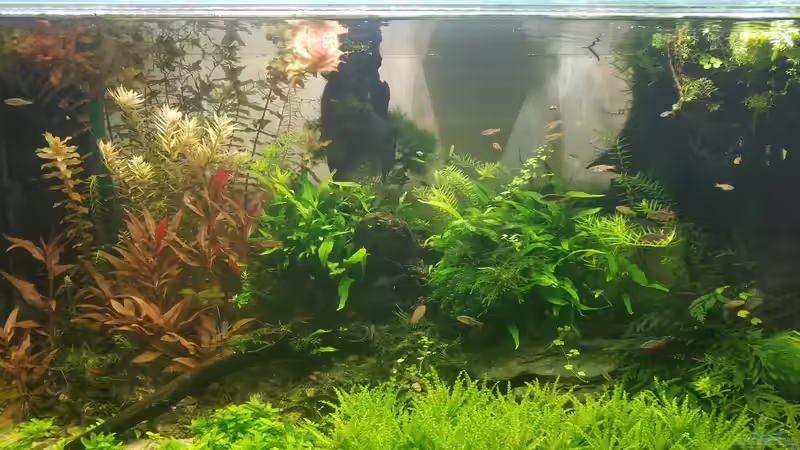 Hauptansicht Aquarium von Asien 2019 von Smo (1)