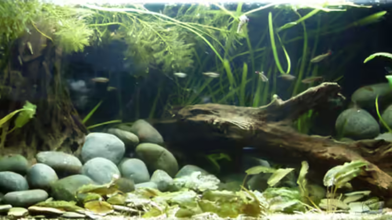 Hauptansicht Aquarium von Asien-Bachbecken von honey112 (1)
