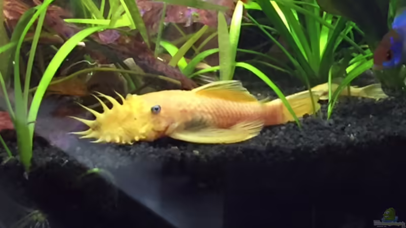 Hauptansicht Aquarium von ATB Nano- Line Square 80 von Buschi (1)