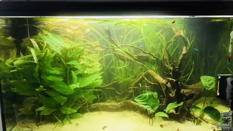 Hauptansicht Aquarium von Aufenthaltsraum Aquarium von Raven887 (1)