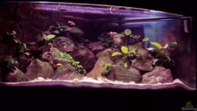 Hauptansicht Aquarium von Aufgelöst - nur noch als Beispiel von Wolli (1)