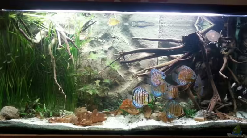Hauptansicht Aquarium von Aufgelöst ! Diskus-sionen von Der Fischer (1)