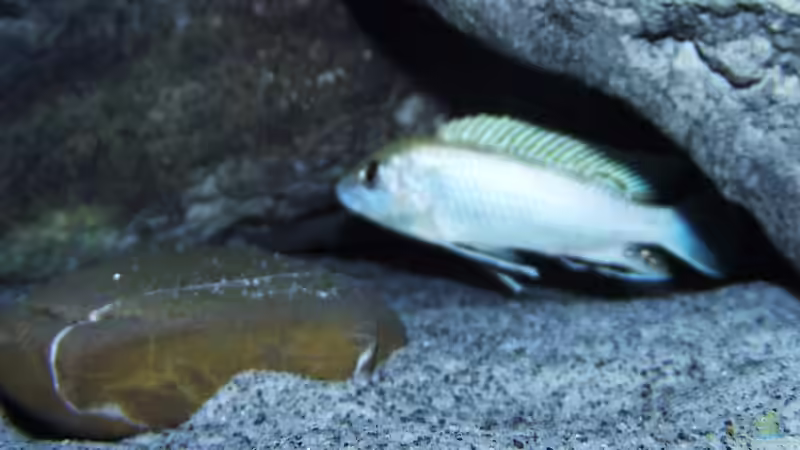 Hauptansicht Aquarium von Aufgelöst "perlmutt-Artenbecken" von MichaB (1)