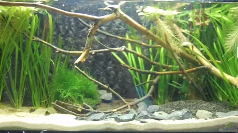 Hauptansicht Aquarium von Aufzucht Rocio (nur noch Beispiel) von ml69 (1)