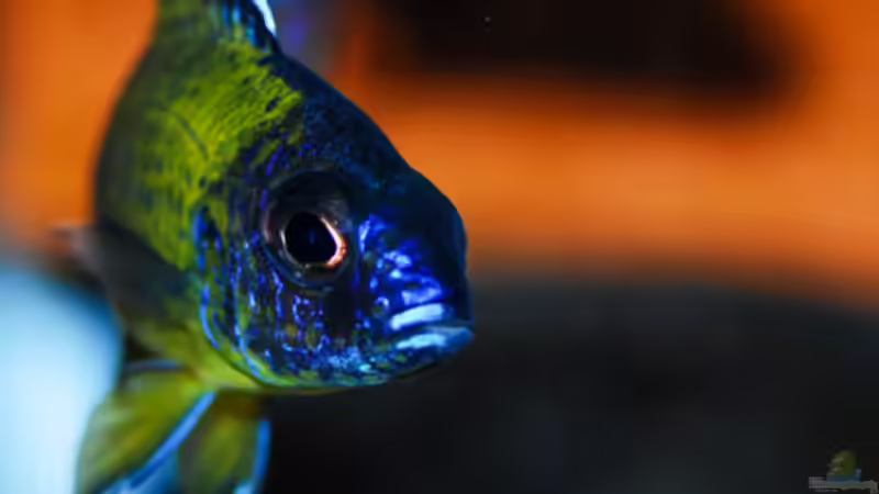 Hauptansicht Aquarium von Aulonocara Artbecken von Cichlid Power (1)