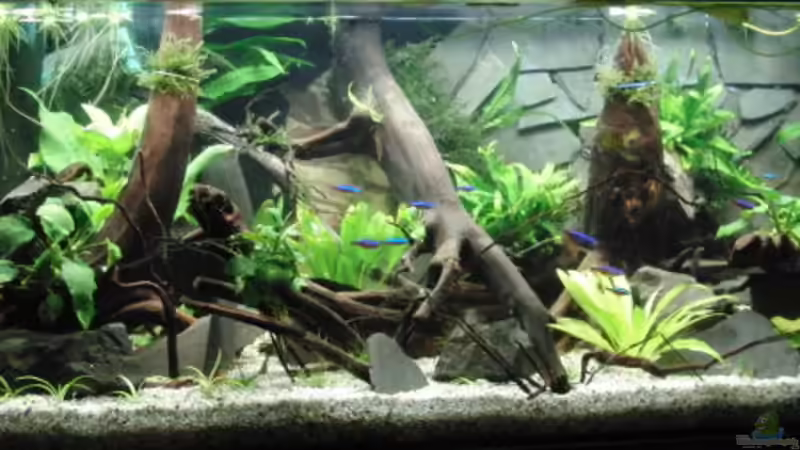 Hauptansicht Aquarium von Back to Natur von Make (1)