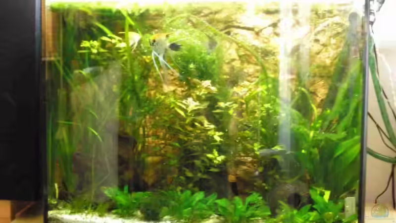 Hauptansicht Aquarium von Bandits Gesellschaftsbecken von Bandit2006 (1)