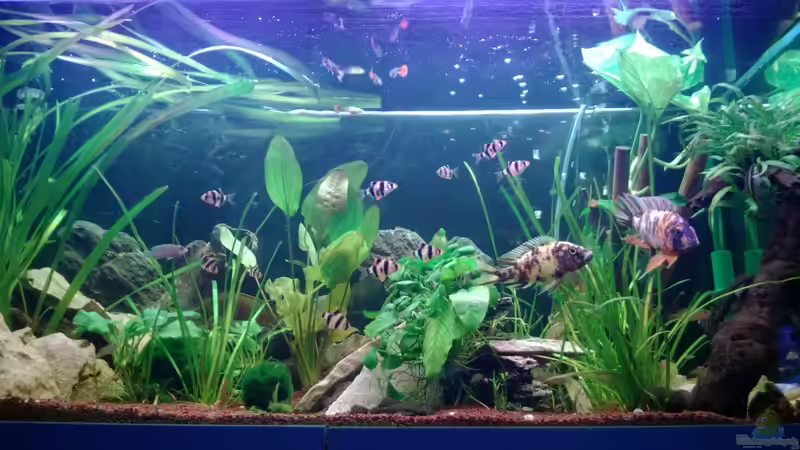 Hauptansicht Aquarium von BarschBecken von Sanchez79 (1)