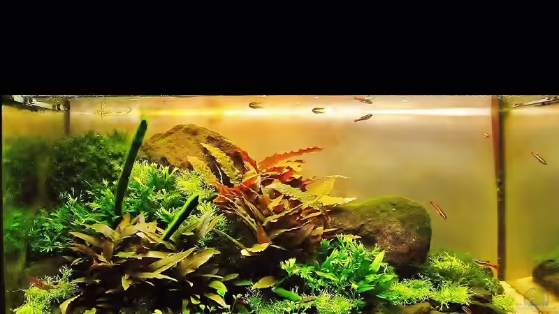 Hauptansicht Aquarium von `Basalt` von Aquascaping&Landscaping