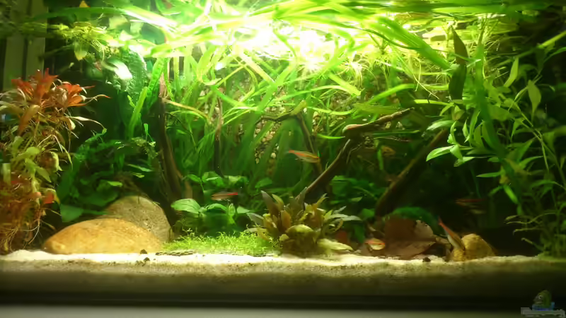 Hauptansicht Aquarium von Becken 1 von Felix Richter (1)