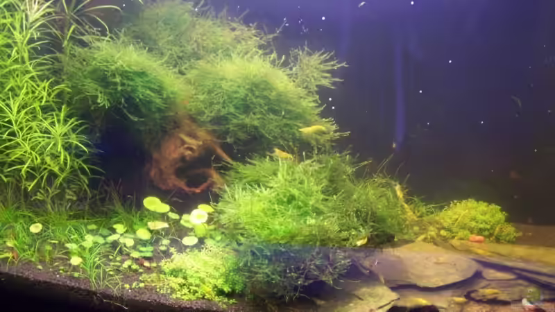Hauptansicht Aquarium von Becken 10006 von Dani B (1)
