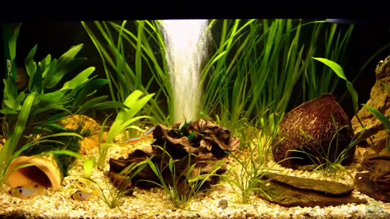 Hauptansicht Aquarium von Becken 10066 von Chris P. (1)