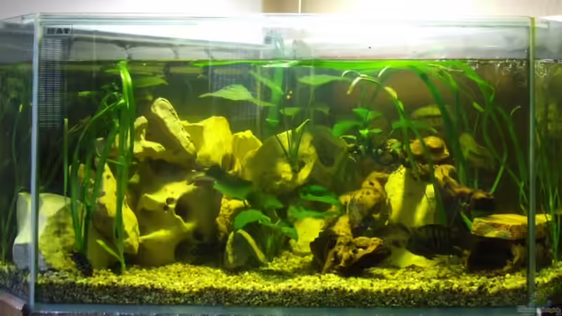 Hauptansicht Aquarium von Becken 10275 von egoxpress (1)