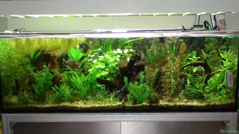 Hauptansicht Aquarium von Becken 10375 von oxmox78 (1)
