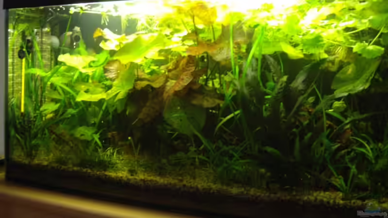 Hauptansicht Aquarium von Becken 10380 von Franky Lunatic (1)