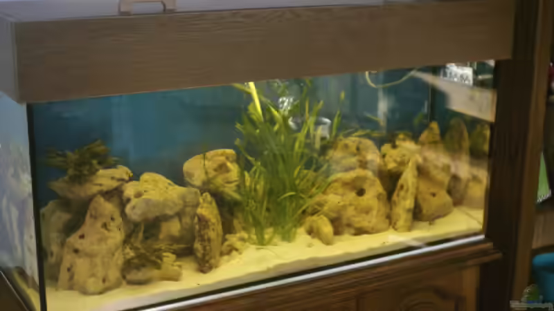 Hauptansicht Aquarium von Becken 105 von Thomas Pichlo (1)