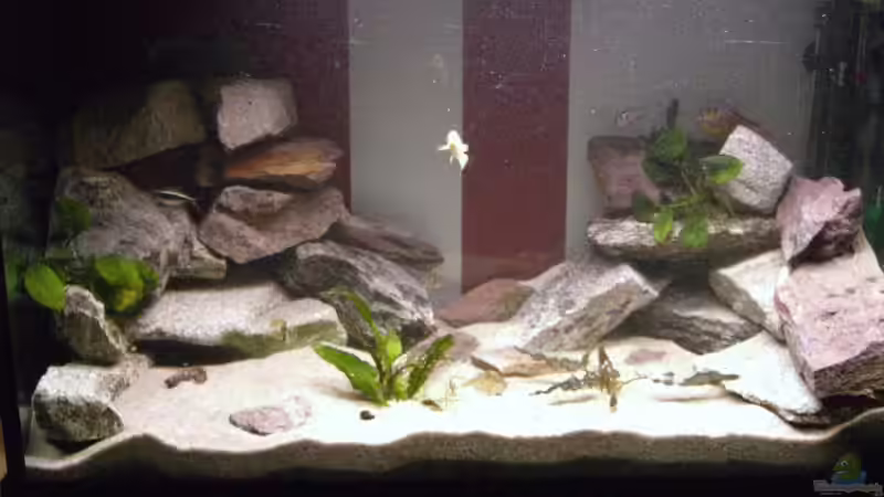 Hauptansicht Aquarium von Becken 10671 von Duck34 (1)