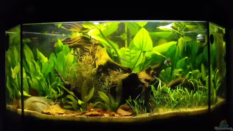 Hauptansicht Aquarium von Becken 10738 von -serok- (1)