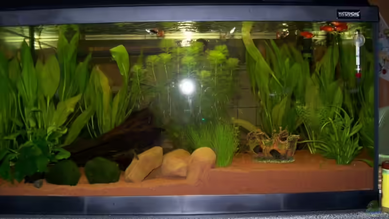 Hauptansicht Aquarium von Becken 10830 von Birgit Fastenrath (1)