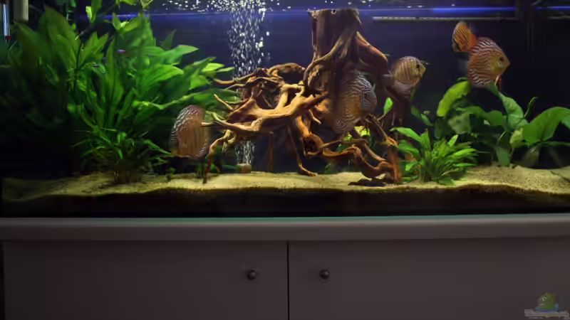 Hauptansicht Aquarium von Becken 10951 von Freddy (1)