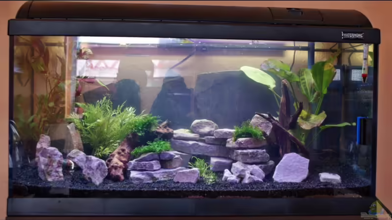 Hauptansicht Aquarium von Becken 112 L nur noch als Beispiel von Stony (1)