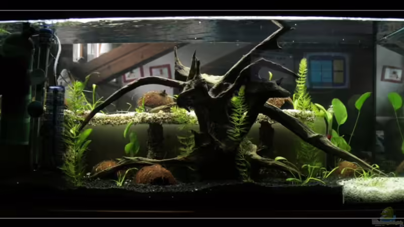 Hauptansicht Aquarium von Becken 11222 von DaFishA (1)
