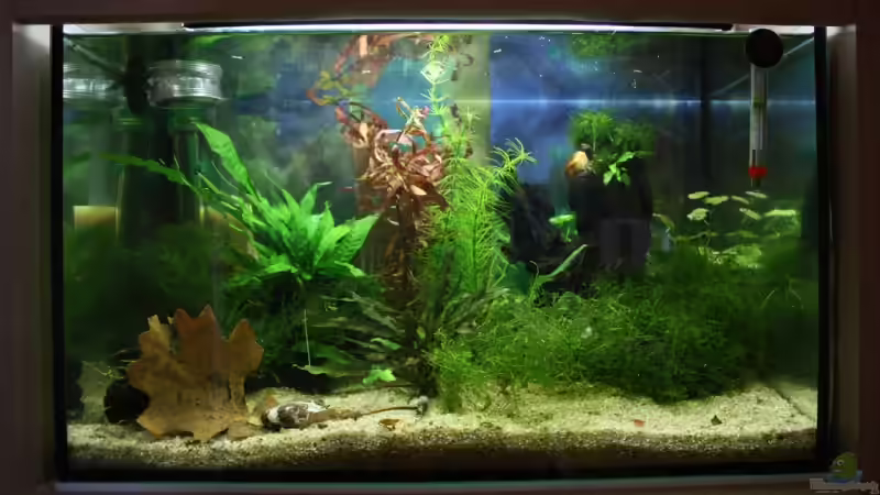 Hauptansicht Aquarium von Becken 11314 von Freddy (1)